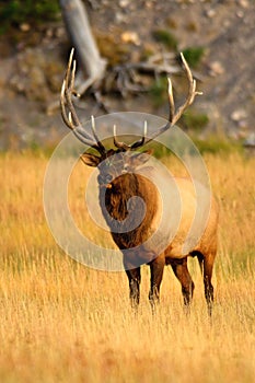 Portrait of Bull Elk