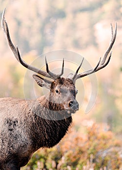 Portrait of a bull elk in autumn.