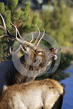 Portrait of a Bull Elk Bugling