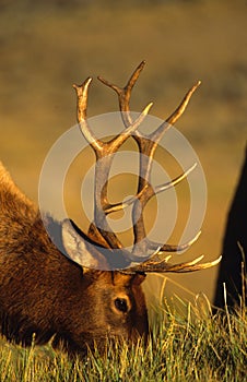 Portrait of a Bull Elk feeding