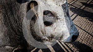 Portrait of a bull, muzzle of a cow, close-up of a bull.