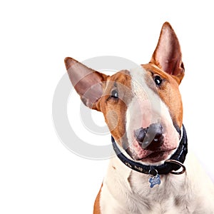 Portrait of a bull terrier