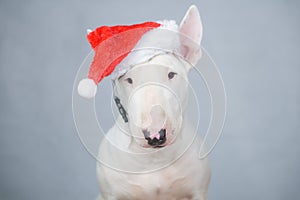 Bull terrier dog with santa hat on christmas