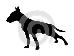 Portrait of Bull terrier vector silhouette.