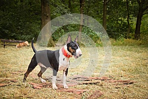 Portrait of bullterier in the nature.