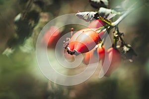 A portrait of a bunch of rose hips hanging on a prairie rose plant also known as rosa setigera or climbing rose. The rose haw is