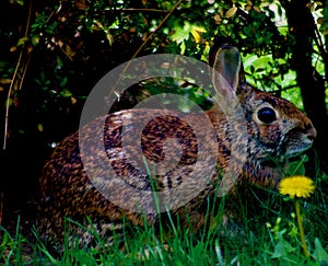 Portrait of a Bunny Rabbit