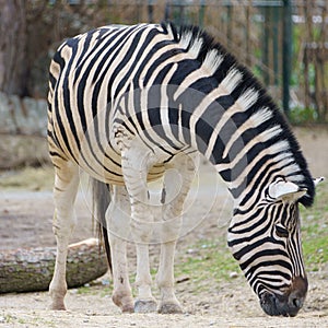 Portrait of a Burchells Zebras (Equus quagga burchelli