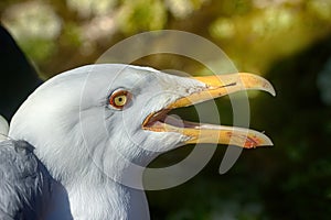 Portrait of burgomaster gull, glaucous gull