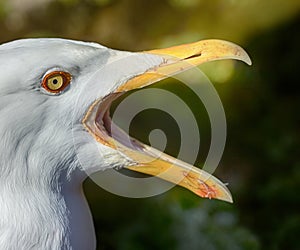 Portrait of burgomaster gull, glaucous gull photo