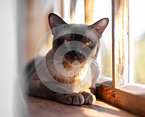 Portrait of burmese cat lying resting on wooden windowsill in sunshine. Pet at home