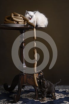 Portrait of a Burmese kitten cat or sacret cat of Burma sitting on a table and a cocker spaniel puppy stealing sausages in a