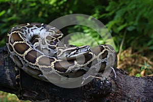 Portrait of a Burmese Python, Python bivittatus photo