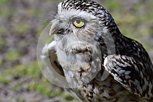 Burrowing owl Athene cunicularia