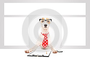 Portrait of a business dog with glasses and tie