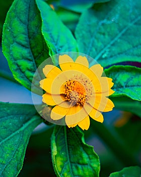 Portrait of Butter Daisy Melampodium Paludosum flower