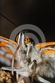 Portrait butterfly