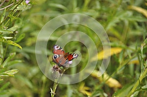 Portrait of a butterfly in the wild close-up. Insects, zoology, biology, entomology, species