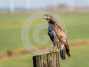 Portrait of Buzzard, Buteo buteo, on wooden pole in farmland, Eempolder, Netherlands