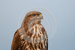 Portrait of a Buzzard.