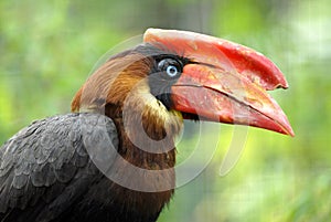 Portrait calao Rufous hornbill