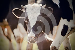 Portrait of a calf in a herd