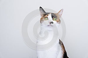 portrait of calico cat looking irritated or surprised