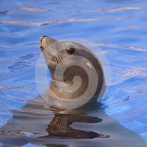 Portrait California Sea Lion