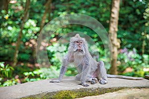 Portrait of a calm adult monkey