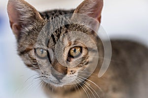 Portrait of a calm and attentive cat Greek straight, close-up, on a white background Young cat make big eyes and looks in front