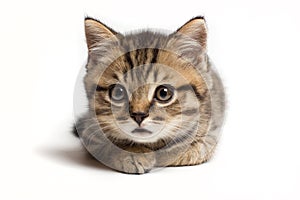 Portrait of a calm and attentive cat Scottish straight, close-up, on a white background