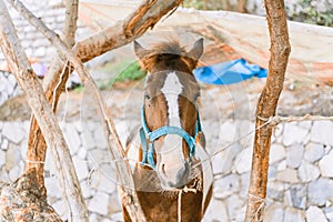 Portrait of a calm red horse in a blue bridle on Hua Hin beach.