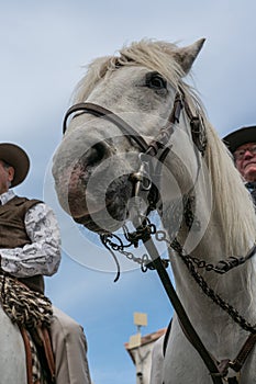 Portrait of camargue horse and a gardians