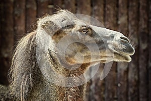 Portrait of Camel