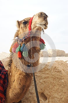 Portrait of camel