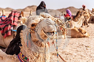 Portrait of camel