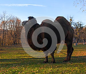 Portrait camel in autumn park