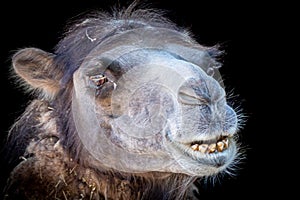 Portrait of a camel on a black background