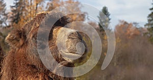 Portrait of a camel in brown long wool close-up against a background of blue sky and autumn trees