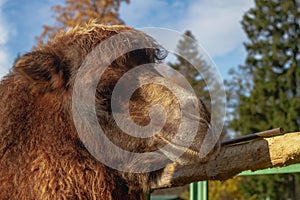 Portrait of a camel in brown long wool close-up against a background of blue sky and autumn trees