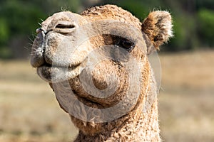 Portrait of a camel Camelus dromedarius