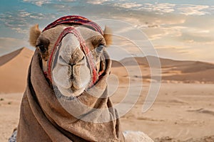 Portrait of a camel, close-up. View of a camel on the background of sand dunes of the desert