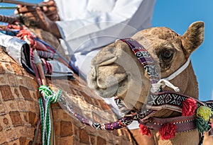 Portrait of a camel in the Desert