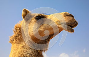 Portrait of camel in desert