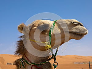 Portrait of camel in desert