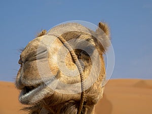 Portrait of camel in desert