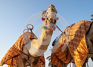 Portrait of a camel in the Desert photo