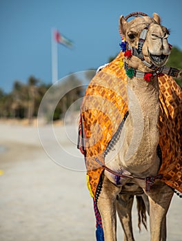 Portrait of a camel in the Desert photo