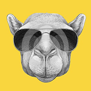 Portrait of Camel with glasses.