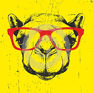 Portrait of Camel with glasses.